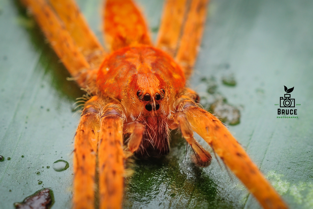 Acantheis