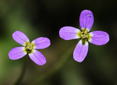 Arabis verna