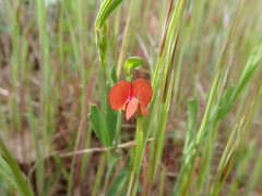 Lathyrus cicera
