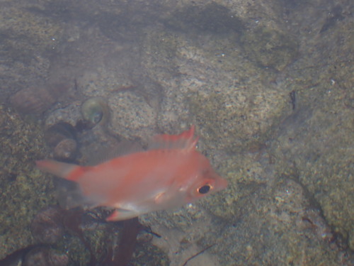 Boarfish