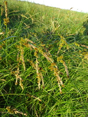 Carex disticha