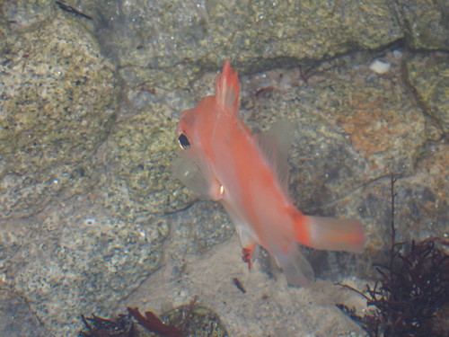 Boarfish (Capros aper) — Caproidae — 2