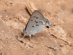 Ancema ctesia