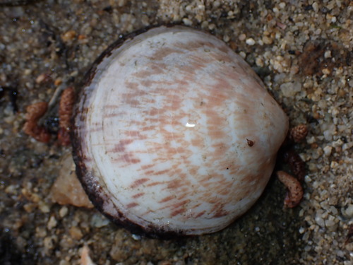 European Bittersweet Clam