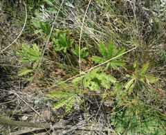 Potentilla heptaphylla