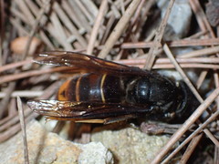 Vespa velutina