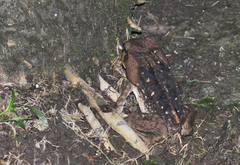 Rhinella horribilis