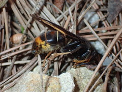 Vespa velutina