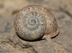 Iberus alonensis