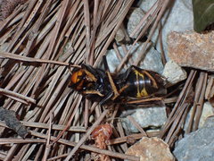 Vespa velutina