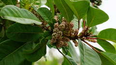 Daphniphyllum calycinum
