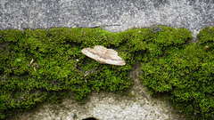 Psilalcis galsworthyi