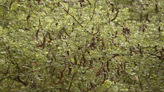 Bauhinia rufescens image