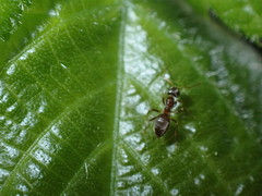 Lasius