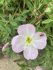 Oenothera speciosa
