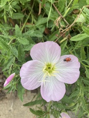 Oenothera speciosa