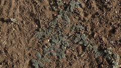 Coldenia procumbens image