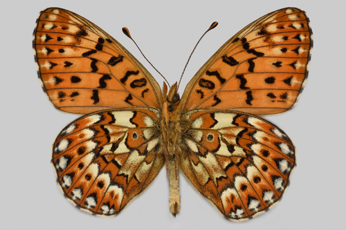 Boloria tritonia