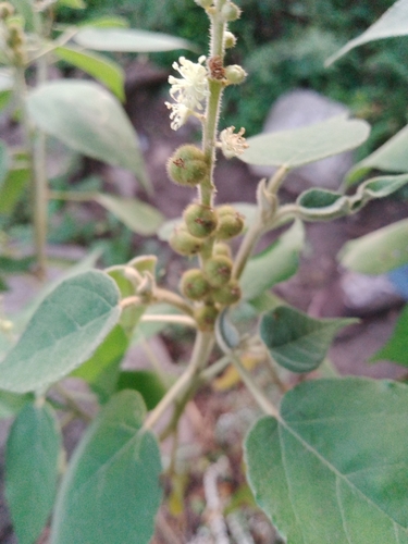 Croton gracilipes, photograph 1