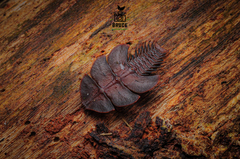 Platerodrilus foliaceus