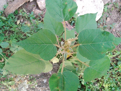 Croton gracilipes, photograph 2