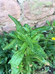 Asteraceae