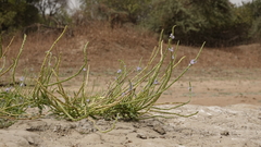 Stachytarpheta angustifolia