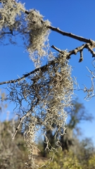 Tillandsia usneoides