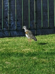 Vanellus chilensis chilensis