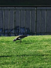 Vanellus chilensis chilensis