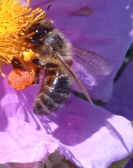Apis mellifera