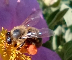 Apis mellifera