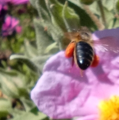 Apis mellifera