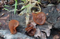 Dumontinia tuberosa