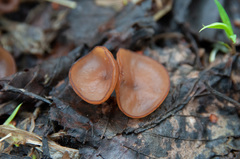 Dumontinia tuberosa