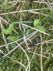 Chrysosplenium oppositifolium