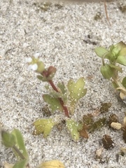 Saxifraga tridactylites