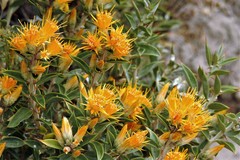 Chuquiraga avellanedae