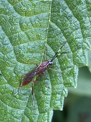 Pachysomoides fulvus