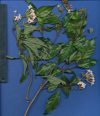 Donnellyanthus deamii