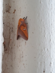 Syssphinx blanchardi