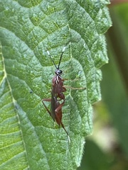 Pachysomoides fulvus