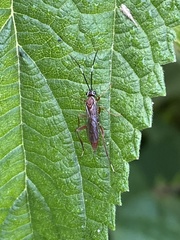 Pachysomoides fulvus