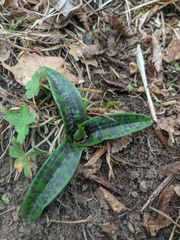 Orchis provincialis