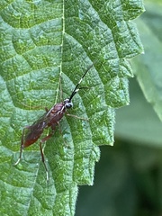 Pachysomoides fulvus