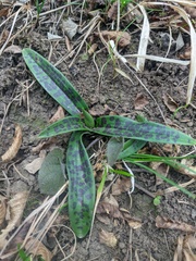 Orchis provincialis