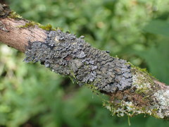 Fuscopannaria sorediata