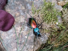 Carabus hispanus