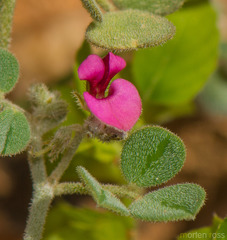 Indigofera nephrocarpa image