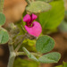 Indigofera nephrocarpa - Photo (c) Morten Ross, some rights reserved (CC BY-NC), uploaded by Morten Ross